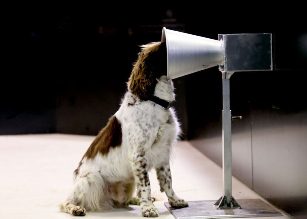 Sniffer dogs taught to detect COVID-19